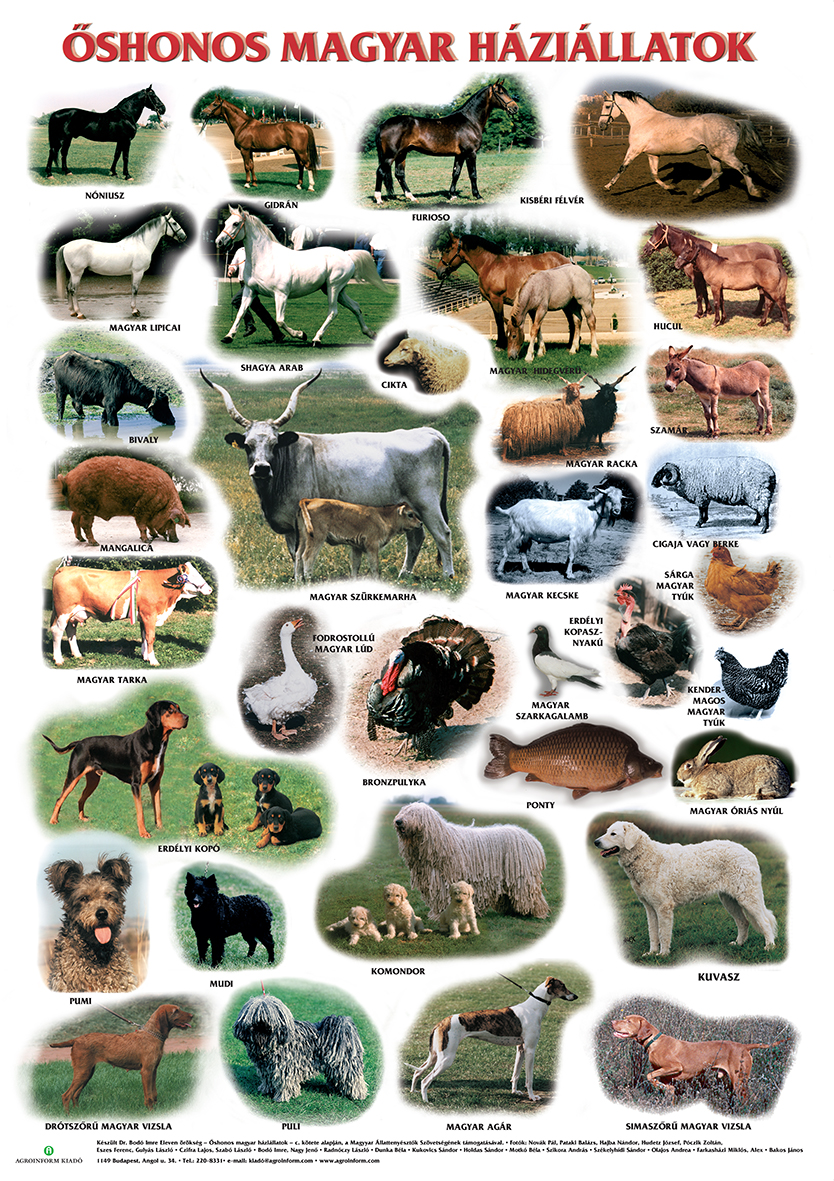 őshonos magyar állatok