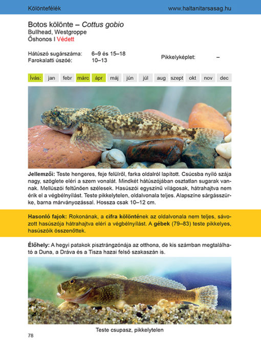 Halhatározó horgászoknak, halbarátoknak - Image 2