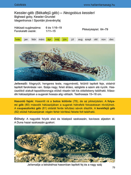 Halhatározó horgászoknak, halbarátoknak - Image 3